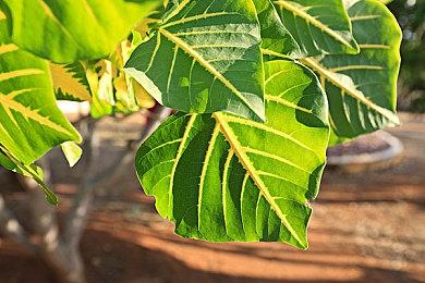 国产武侠《燕云十六声》Steam页面上线 锁国区